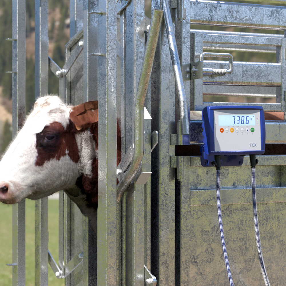 Dairy Cattle Weighing