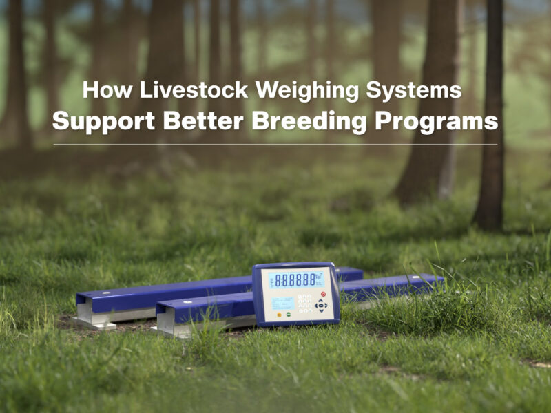 livestock weighing systems