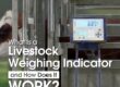 What Is a Livestock Weighing Indicator and How Does It Work?