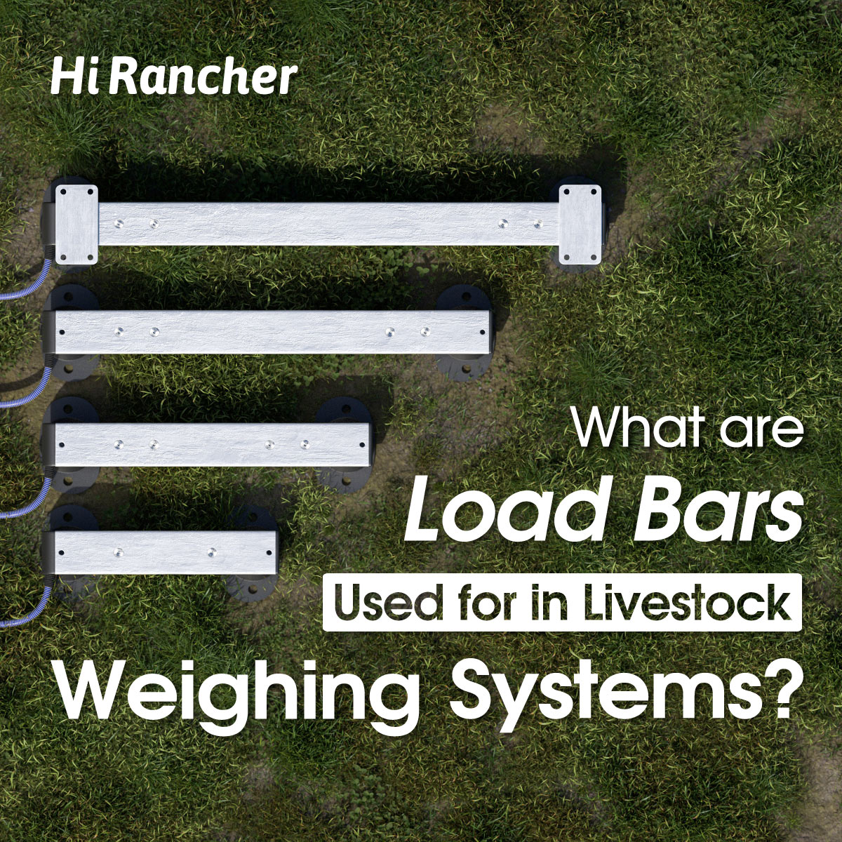 What Are Load Bars Used for in Livestock Weighing Systems?