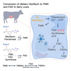 Dairy cows cannot live without riboflavin