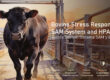 Common Triggers and Signs of Stress in Cattle