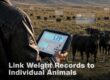 livestock performance monitoring
